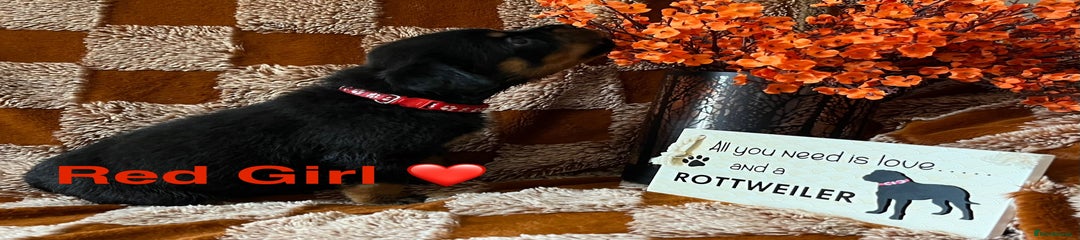 Rottweiler Puppy 7