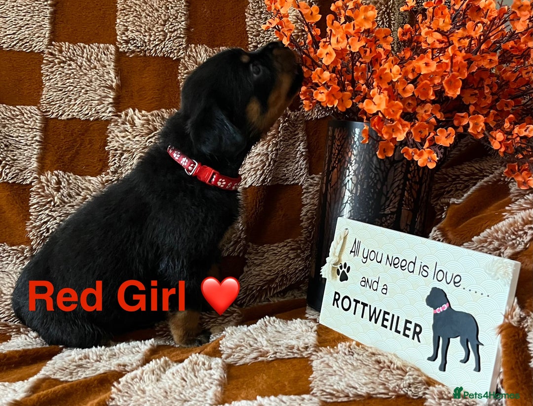 Rottweiler dogs for sale: The best of the best Rottweilers  - Image 39
