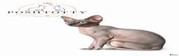 Sphynx cats for sale: ⭐ Exceptional Sphynx European Champion Bloodlines - Advert 4