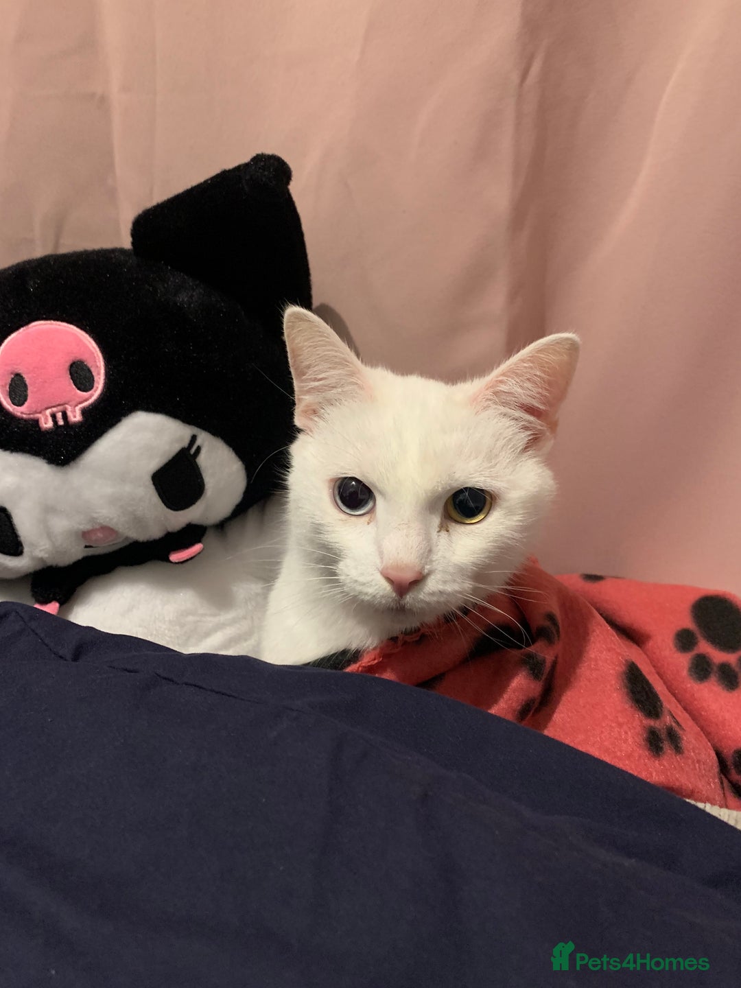 Turkish Angora cats for sale: Azula, 6/7 year old female Turkish angora  - Advert 6