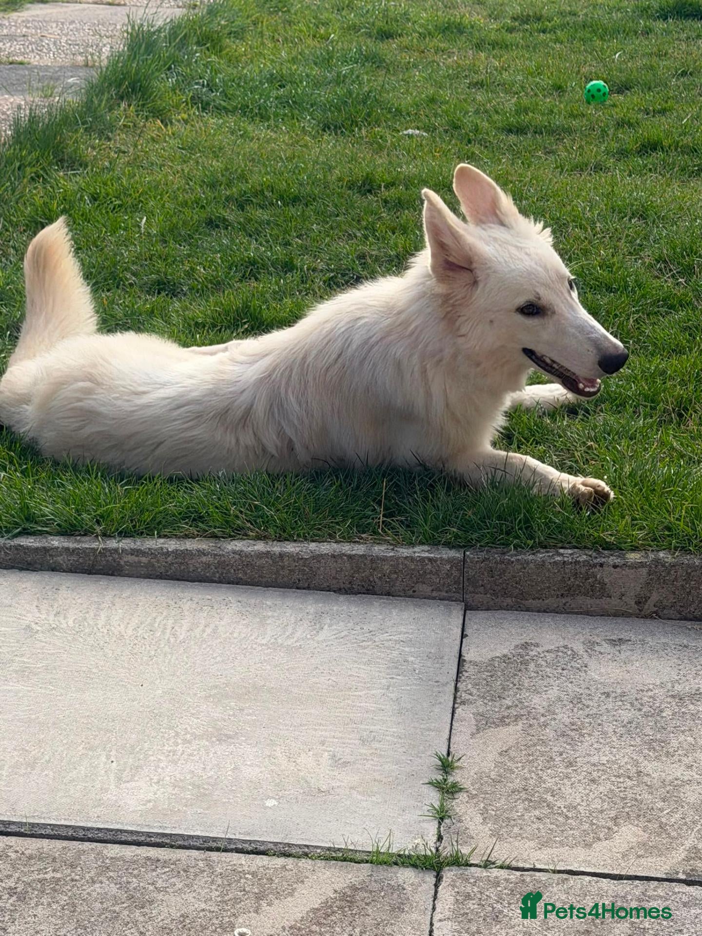 German Shepherd dogs 7 MONTH OLD WHITE GERMAN SHEPHERD - Advert 1