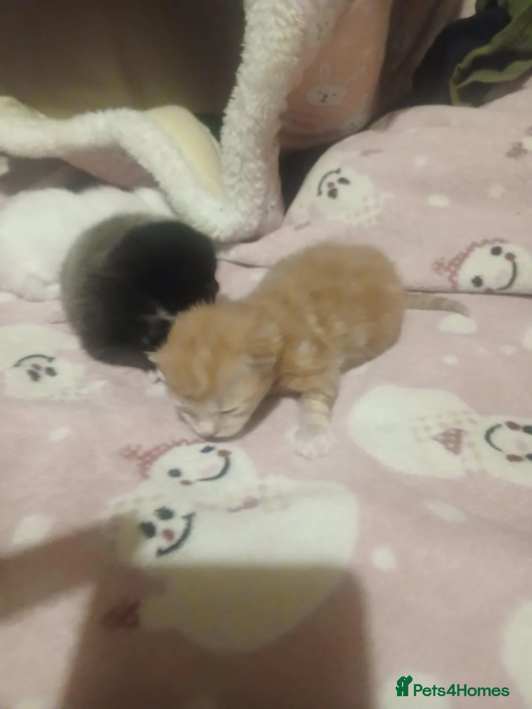 Turkish Angora cats for sale: Angels available soon  - Advert 13