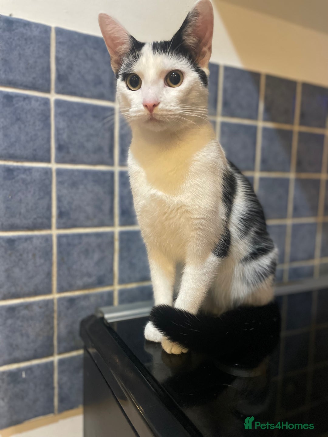 Domestic Shorthair cats for sale: Trixie  - Advert 2