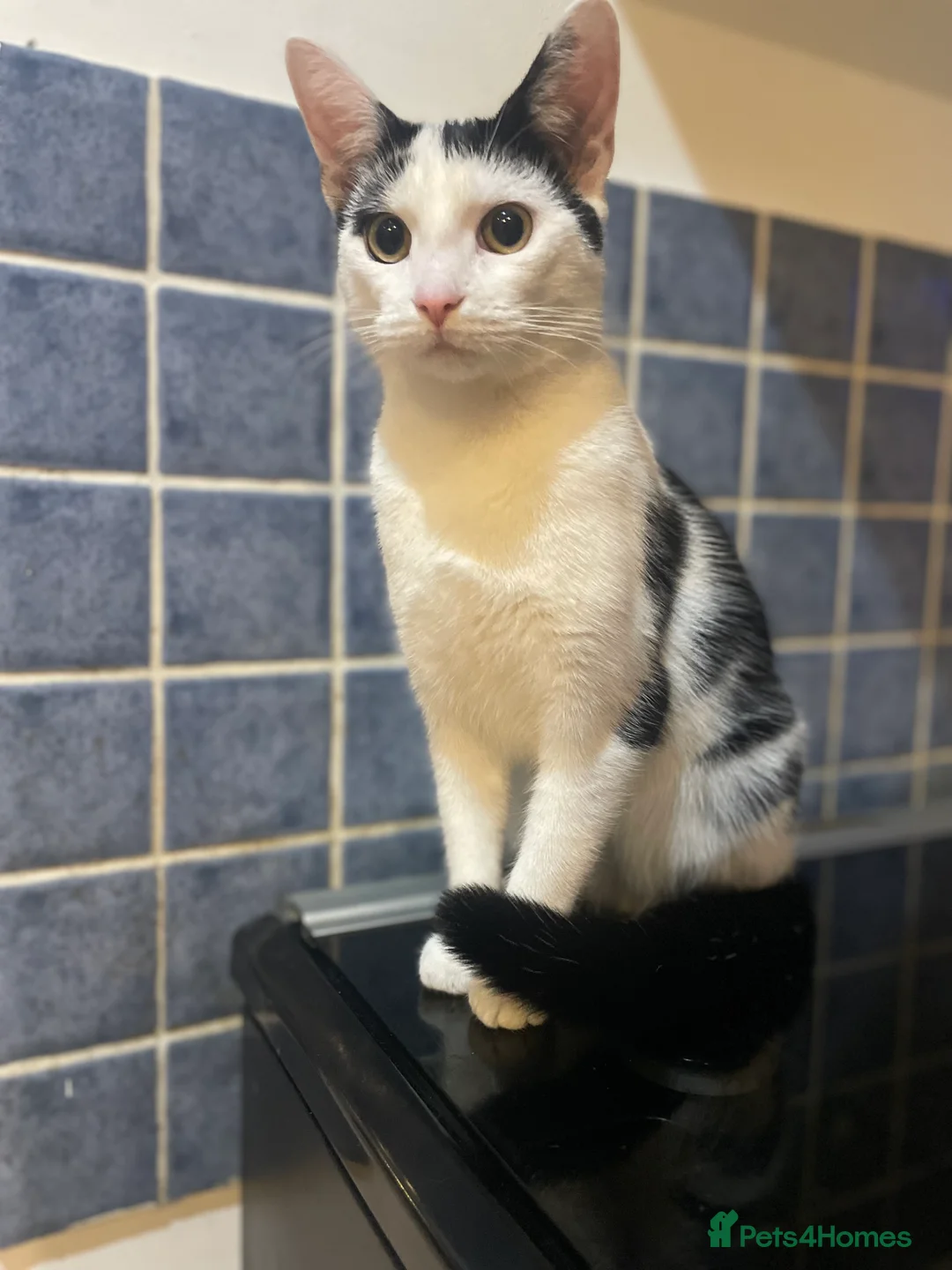 Domestic Shorthair cats for sale: Trixie  - Advert 2