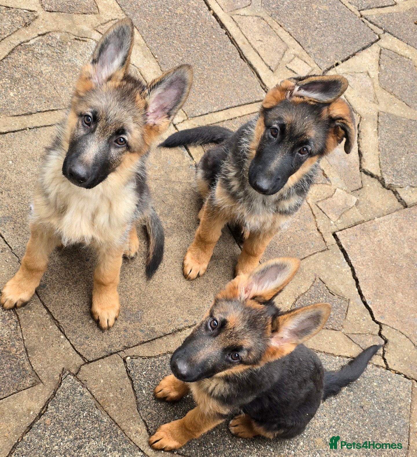 German Shepherd dogs KC REGISTERED GERMAN SHEPHERD PUPPIES (last puppy) - Advert 14