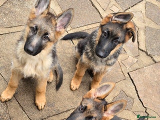 German Shepherd dogs - Advert 3