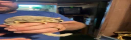 Sugar Glider rodents for sale: Sugar gliders  - Advert 8
