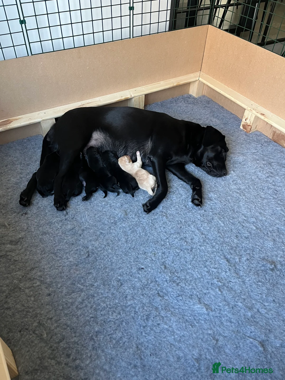 Labrador Retriever dogs for sale: Beautiful Labrador puppies  - Advert 2