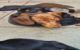 Miniature Dachshund dogs for sale: Chocolate & Black/Tan Mini Daxies - Image 20