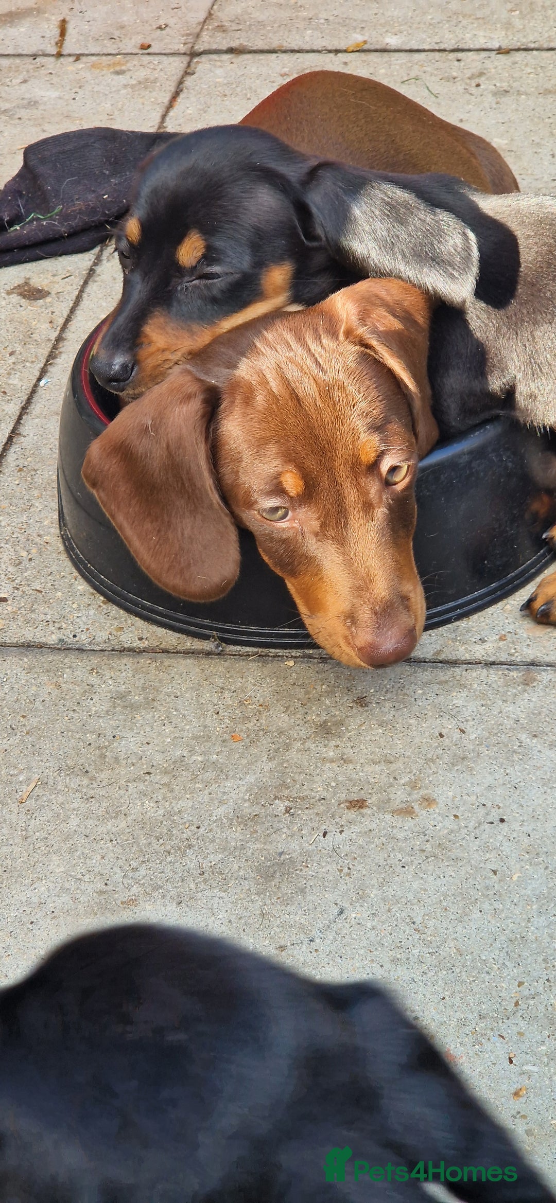Miniature Dachshund dogs for sale: Chocolate & Black/Tan Mini Daxies - Image 20