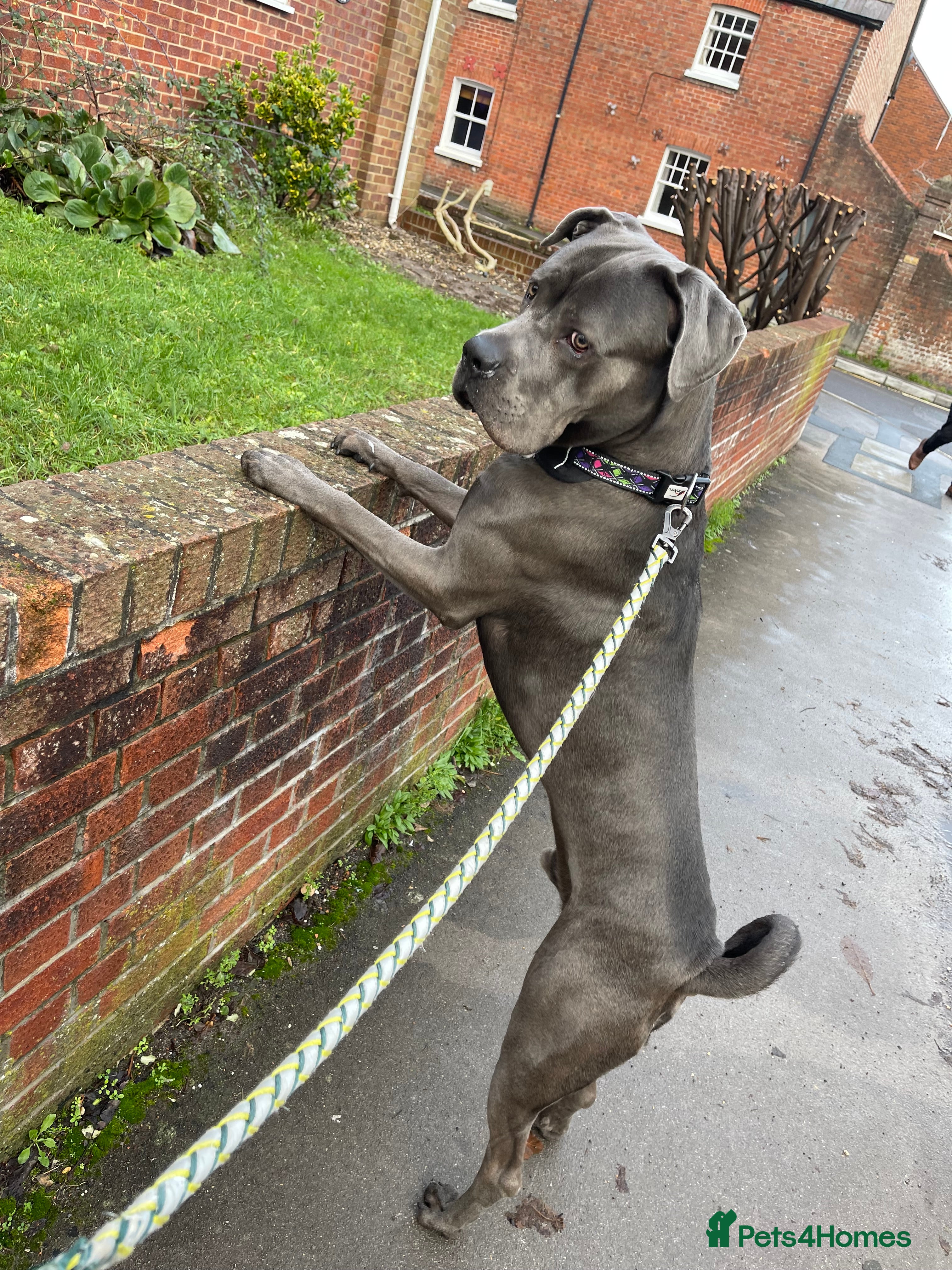 Cane Corso dogs Tyson  - Advert 15