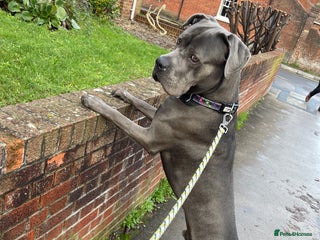 Cane Corso dogs Tyson - Advert 15