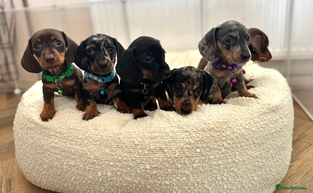 Miniature Dachshund dogs for sale: ♡︎𝒯ℴ𝓅 𝒷𝓁ℴℴ𝒹𝓁𝒾𝓃ℯ 𝒽ℯ𝒶𝓁𝓉𝒽 𝓉ℯ𝓈𝓉ℯ𝒹 ♡︎ - Image 6