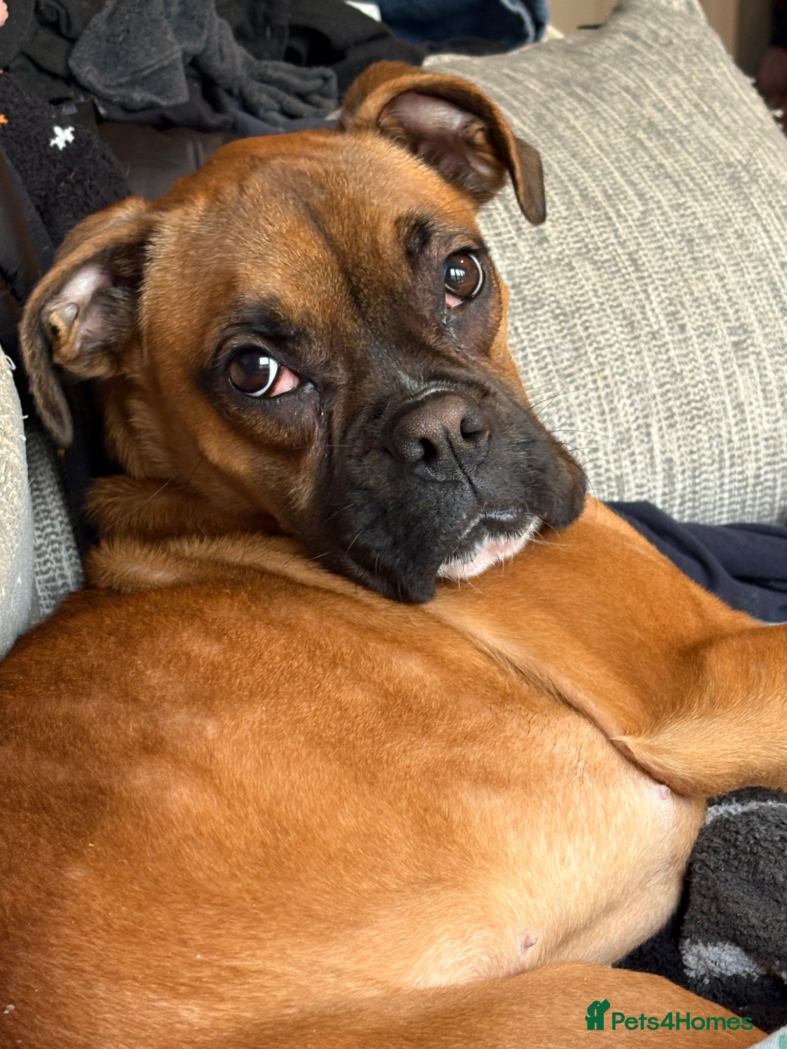 Boxer dogs for sale: Beautiful boxer girl 1 year old  - Advert 5