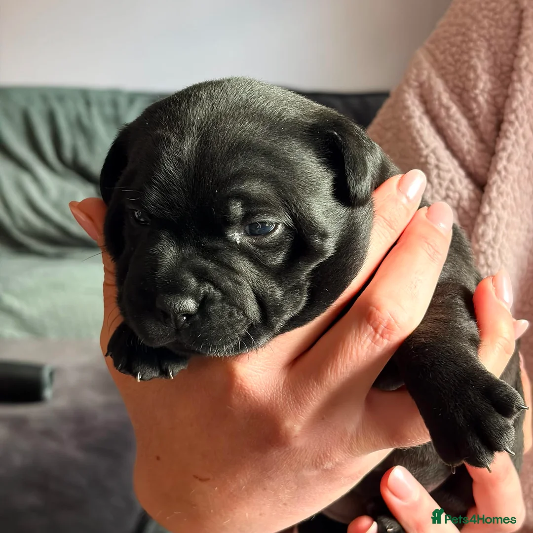 Staffordshire Bull Terrier dogs for sale: Pharaon X Piro X Bill Champion pups - Advert 14