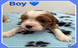 Cavalier King Charles Spaniel dogs for sale: 🐾 ADORABLE CAVALIER KING CHARLES SPANIEL PUPPIES  - Image 6
