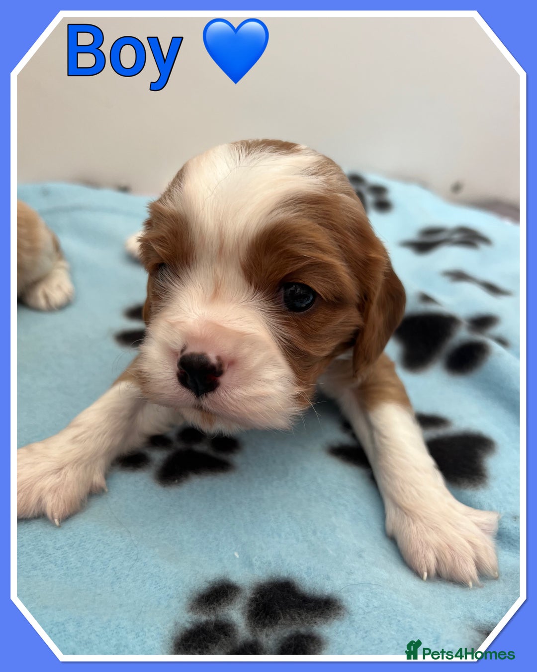 Cavalier King Charles Spaniel dogs for sale: 🐾 ADORABLE CAVALIER KING CHARLES SPANIEL PUPPIES  - Image 6