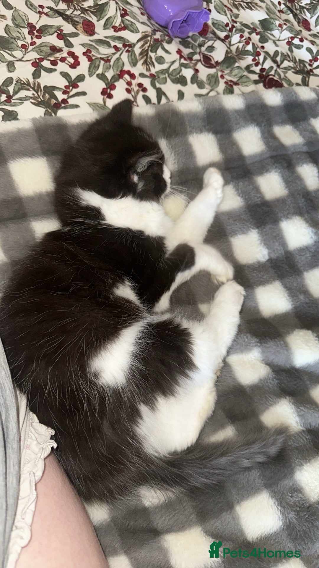 Turkish Van cats for sale: Half turkish van male - Image 2