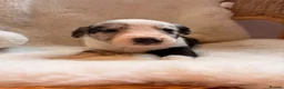 Mixed Breed dogs for sale: The most beautiful Beddie x whippet x collie  - Advert 13
