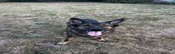 German Shepherd dogs for sale: Male German shepherd 7years - Advert 13