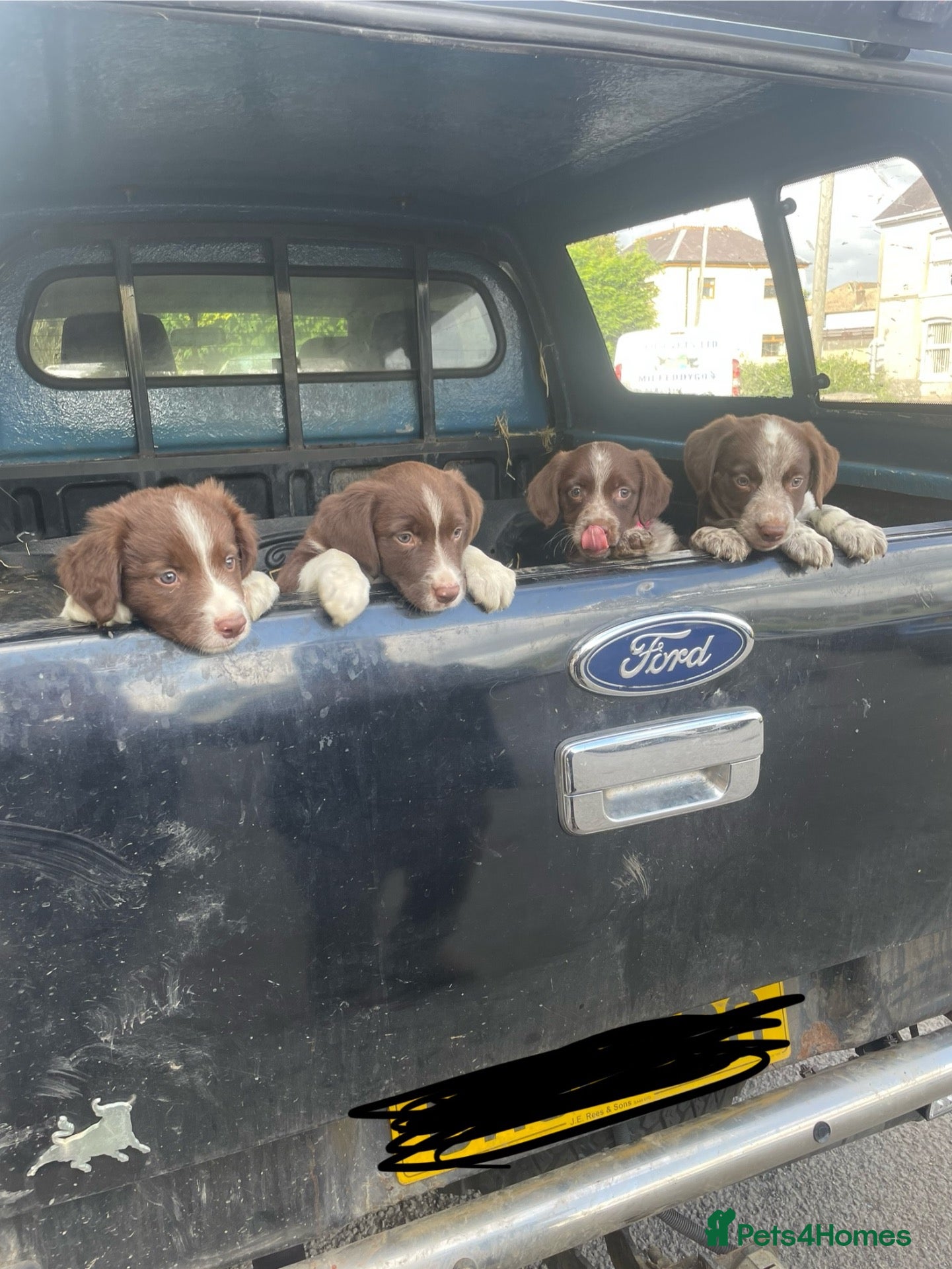 Sprollie dogs 4 x sprollie pups - Advert 12