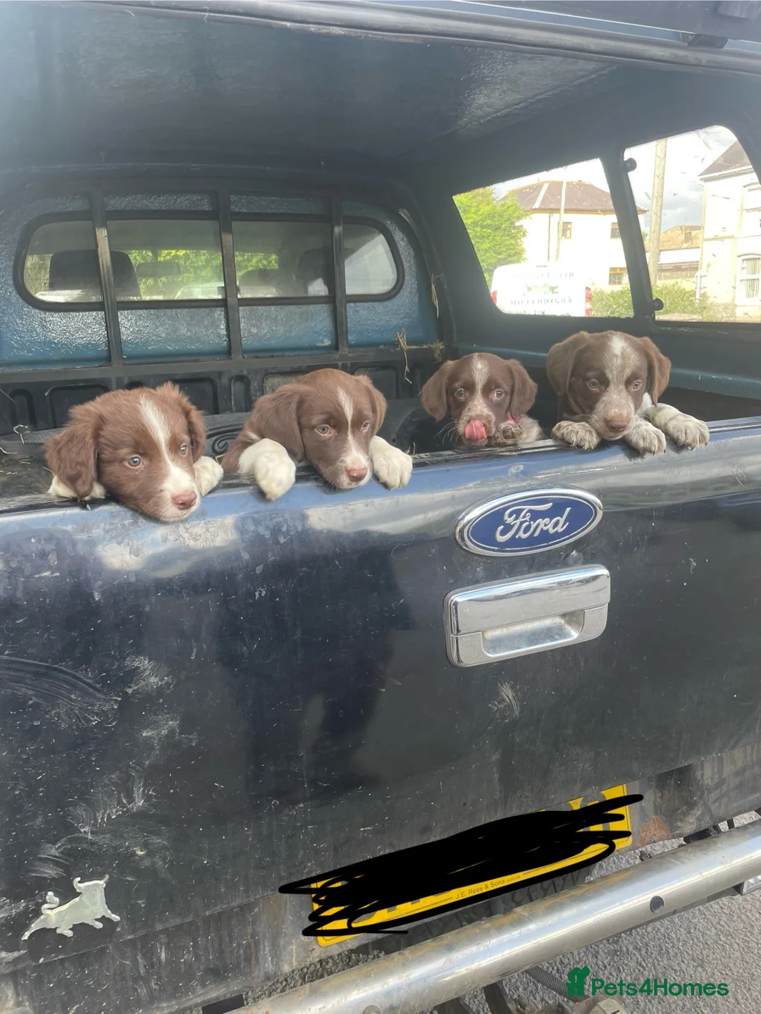 Sprollie dogs for sale: 4 x sprollie pups in Swansea - Advert 1