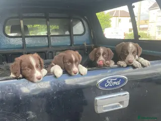 Sprollie dogs 4 x sprollie pups - Advert 12