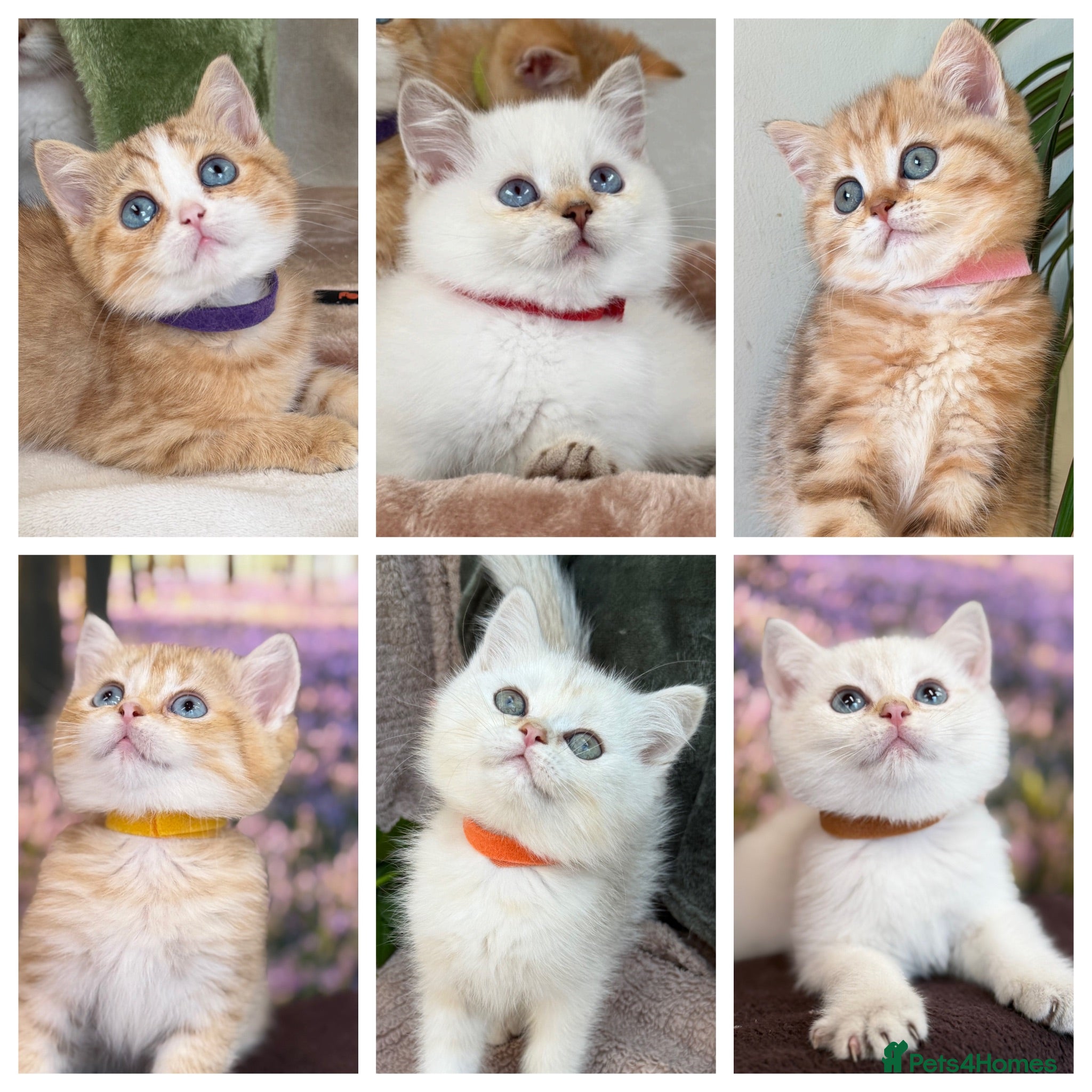 British Shorthair cats British Shorthair golden blue eyed kittensGCCF - Advert 5