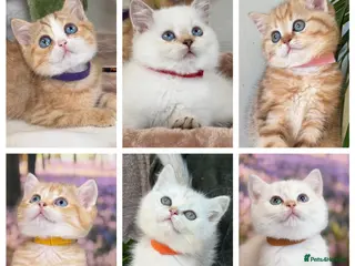 British Shorthair cats British Shorthair golden blue eyed kittensGCCF - Advert 5