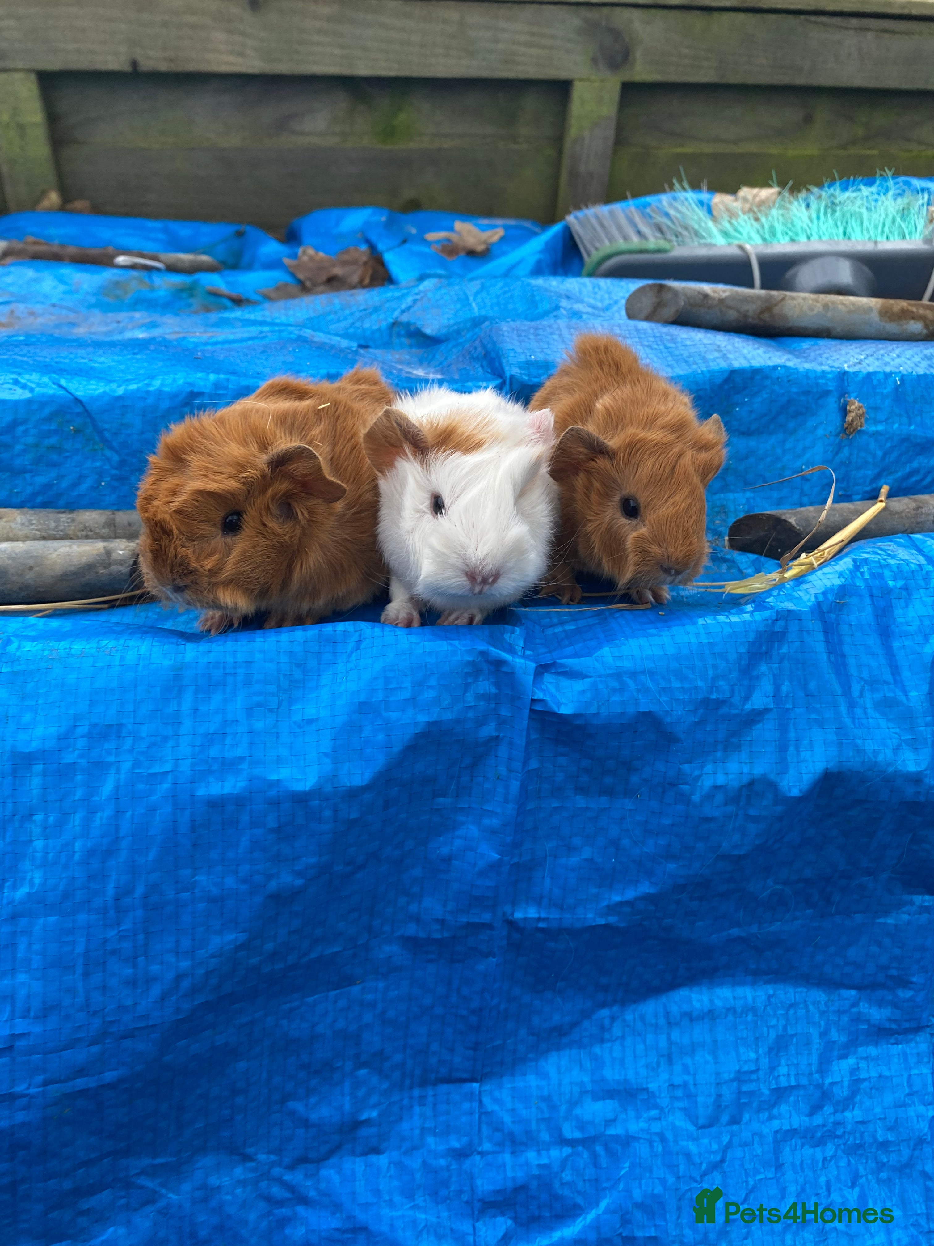 Guinea Pig rodents 4 girls 1 boy Fluffy Peruvian cross Shelties - Advert 1