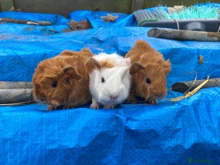 Guinea Pig rodents 4 girls 1 boy Fluffy Peruvian cross Shelties - Advert 2