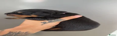 Rottweiler 7