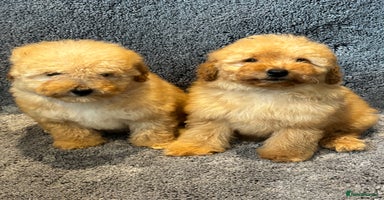 Toy Poodle dogs 2 beautiful toy poodle girls READY SOON  - Advert 5