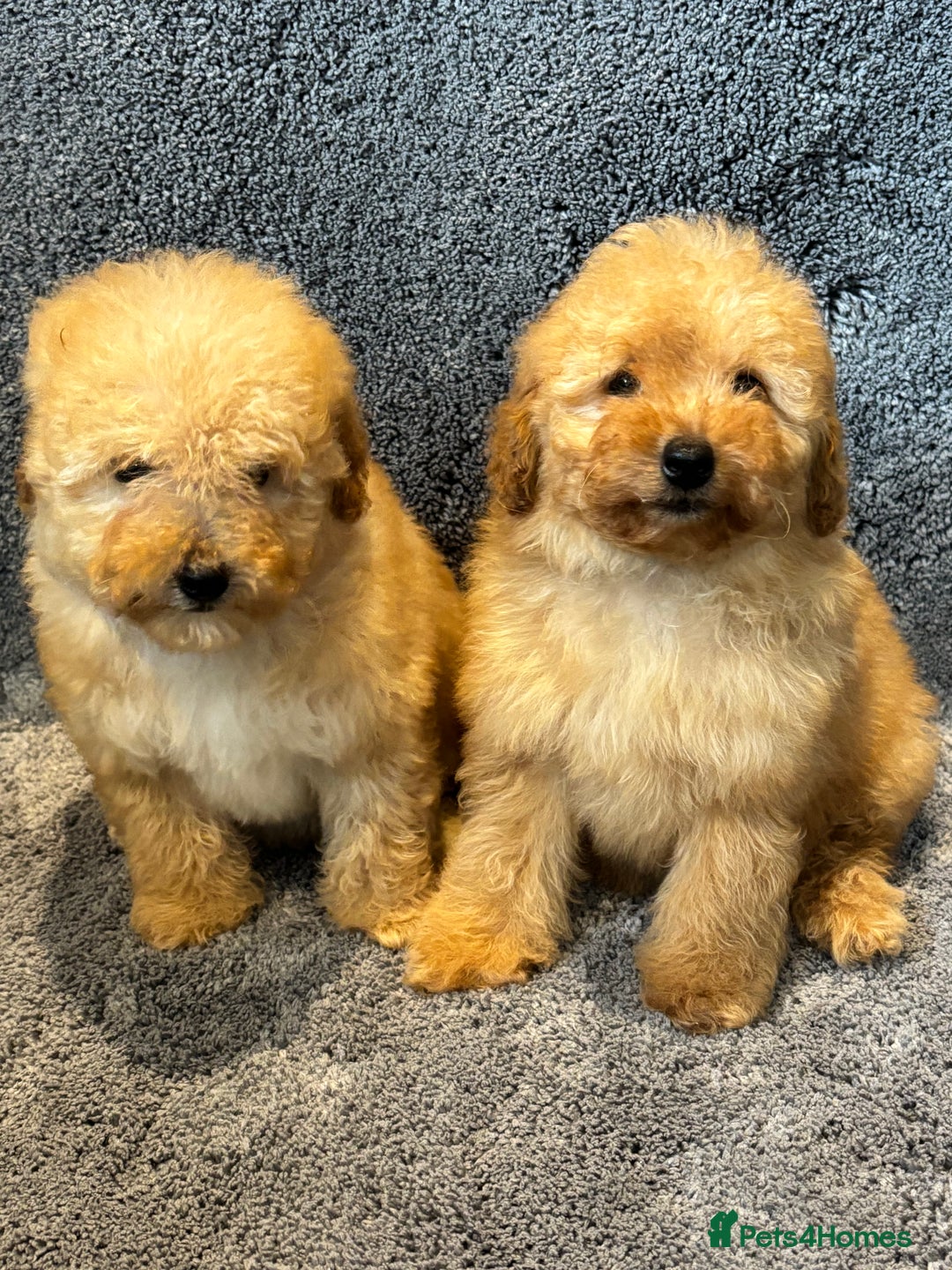 Toy Poodle dogs for sale: 2 beautiful toy poodle girls READY SOON  - Advert 3