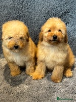 Toy Poodle dogs 2 beautiful toy poodle girls READY SOON - Advert 6
