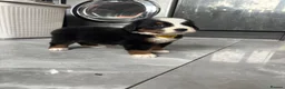 Bernese Mountain Dog dogs for sale:  2 Girls AVAILABLE Ready Now PRICE REDUCED  - Advert 9