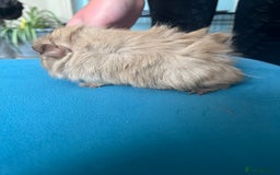 Guinea Pig rodents for sale: 2 male long haired guinea pigs - Image 4