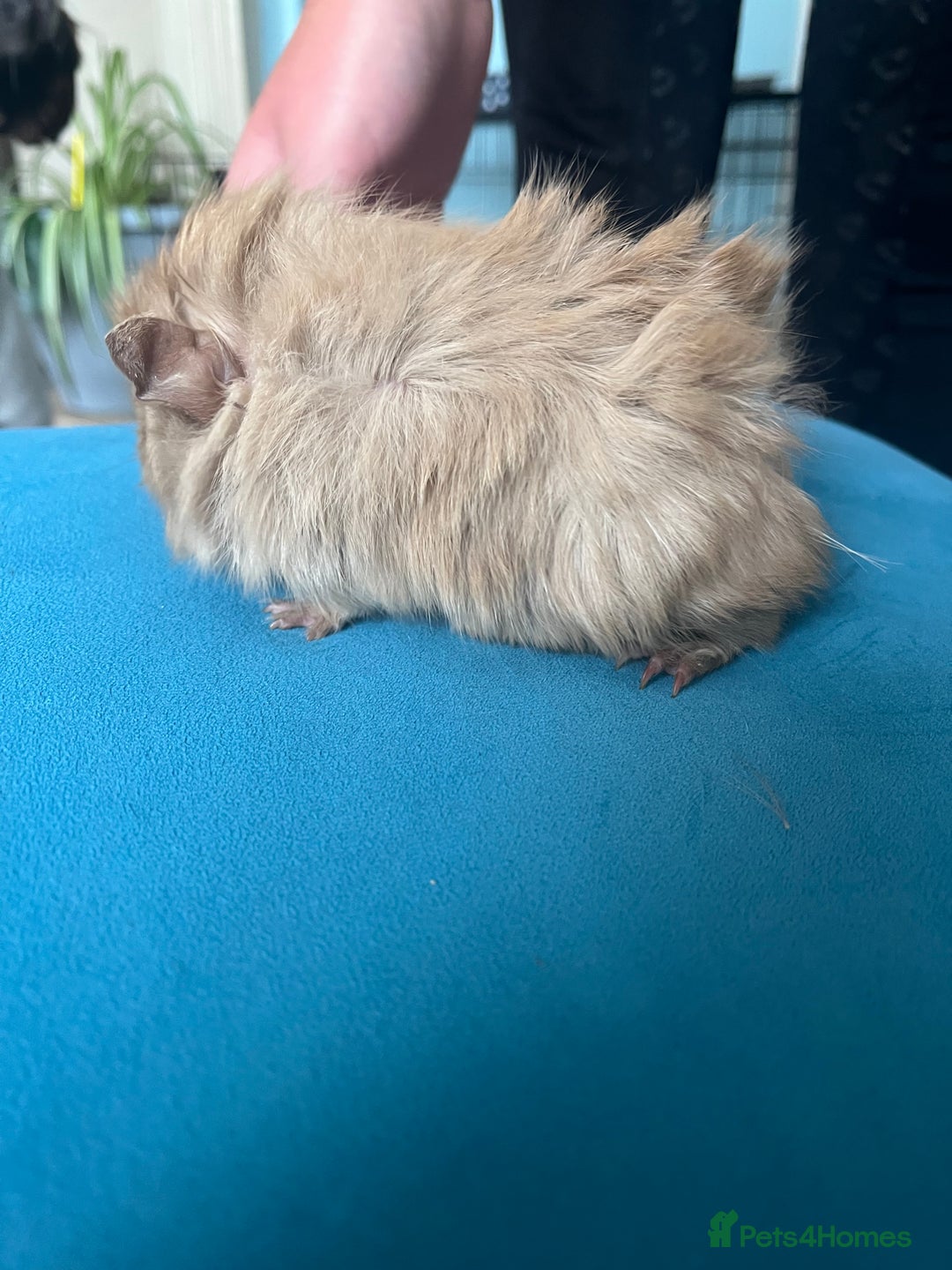 Guinea Pig rodents for sale: 2 male long haired guinea pigs - Image 4