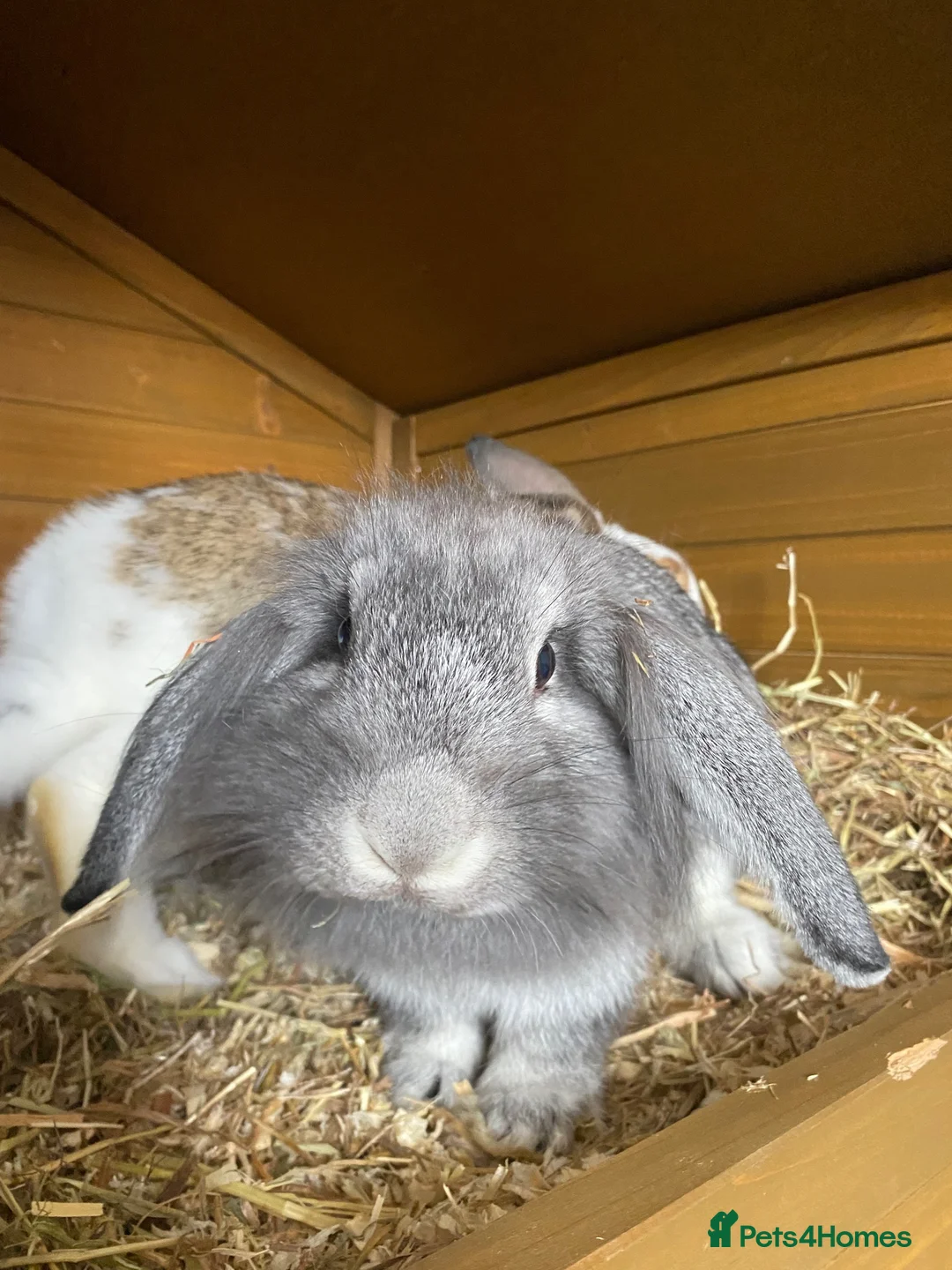 Mixed Breed rabbits for sale: two female rabbits in Henley-in-Arden - Advert 2
