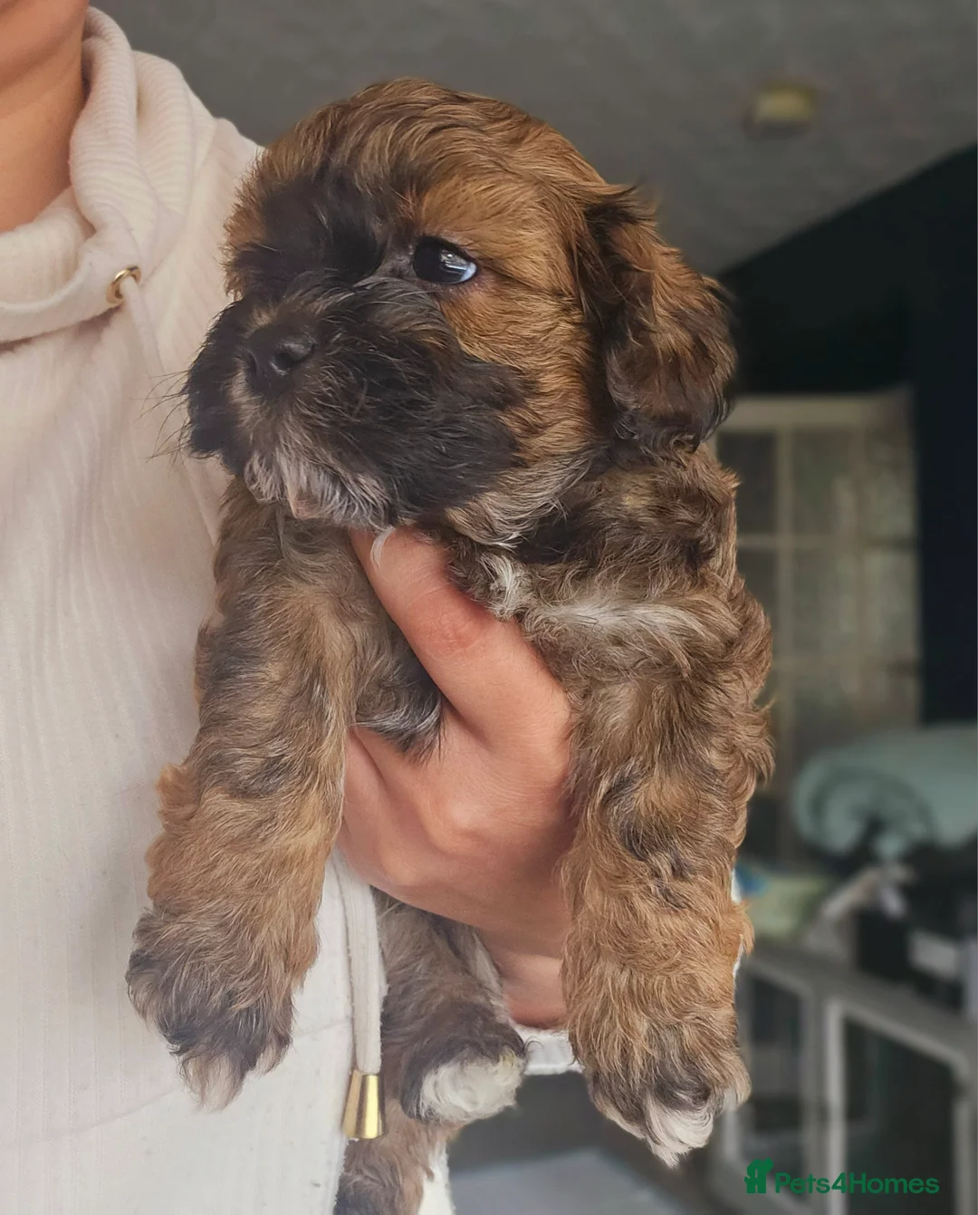 Miniature Poodle dogs for stud: Stunning Red Poodle for Stud in Motherwell - Advert 21