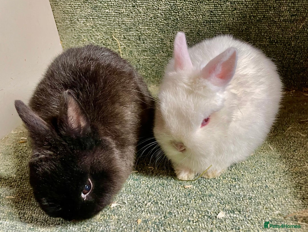 Netherland Dwarf rabbits for sale: Netherland dwarf baby does - Advert 3