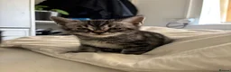 Bengal cats for sale: Bengal cross British shorthair kittens  - Advert 6