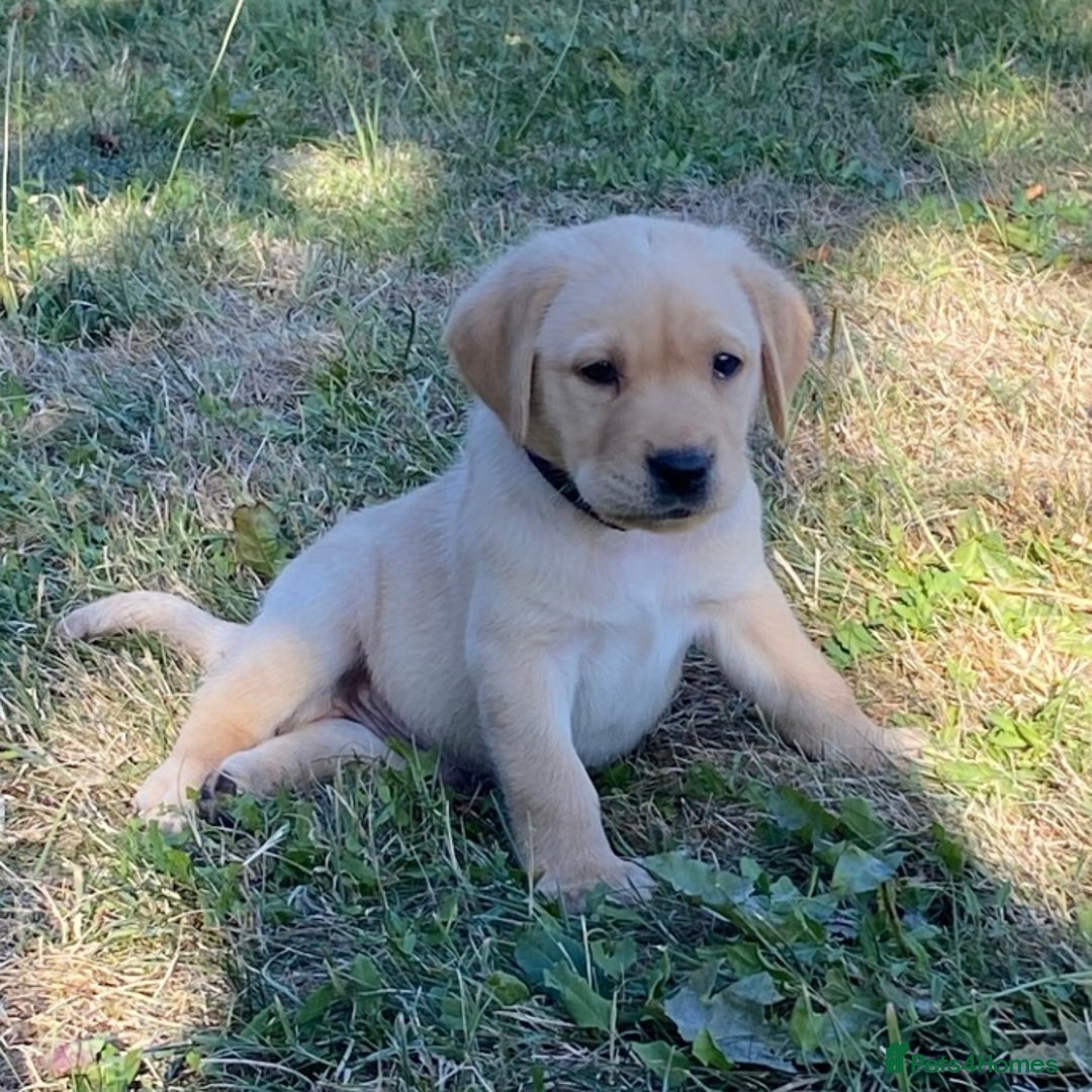 Labrador Retriever dogs for sale: Gorgeous Labrador puppies for sale - Image 21