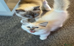 Ragdoll cats for sale: Gccf registered blue mitted ragdoll - Image 1