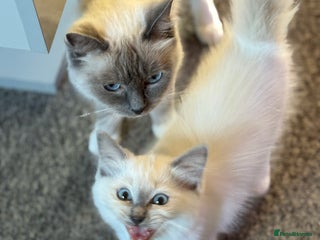 Ragdoll cats - Advert 34