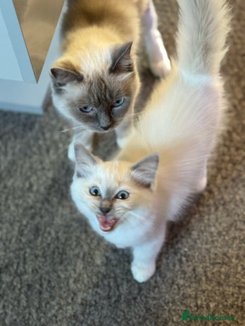 Ragdoll cats - Advert 1