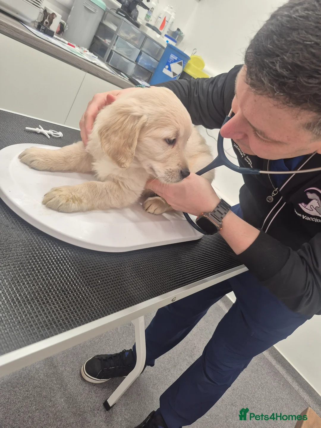 Golden Retriever dogs for sale: Our last girl is ready to go  - Advert 4