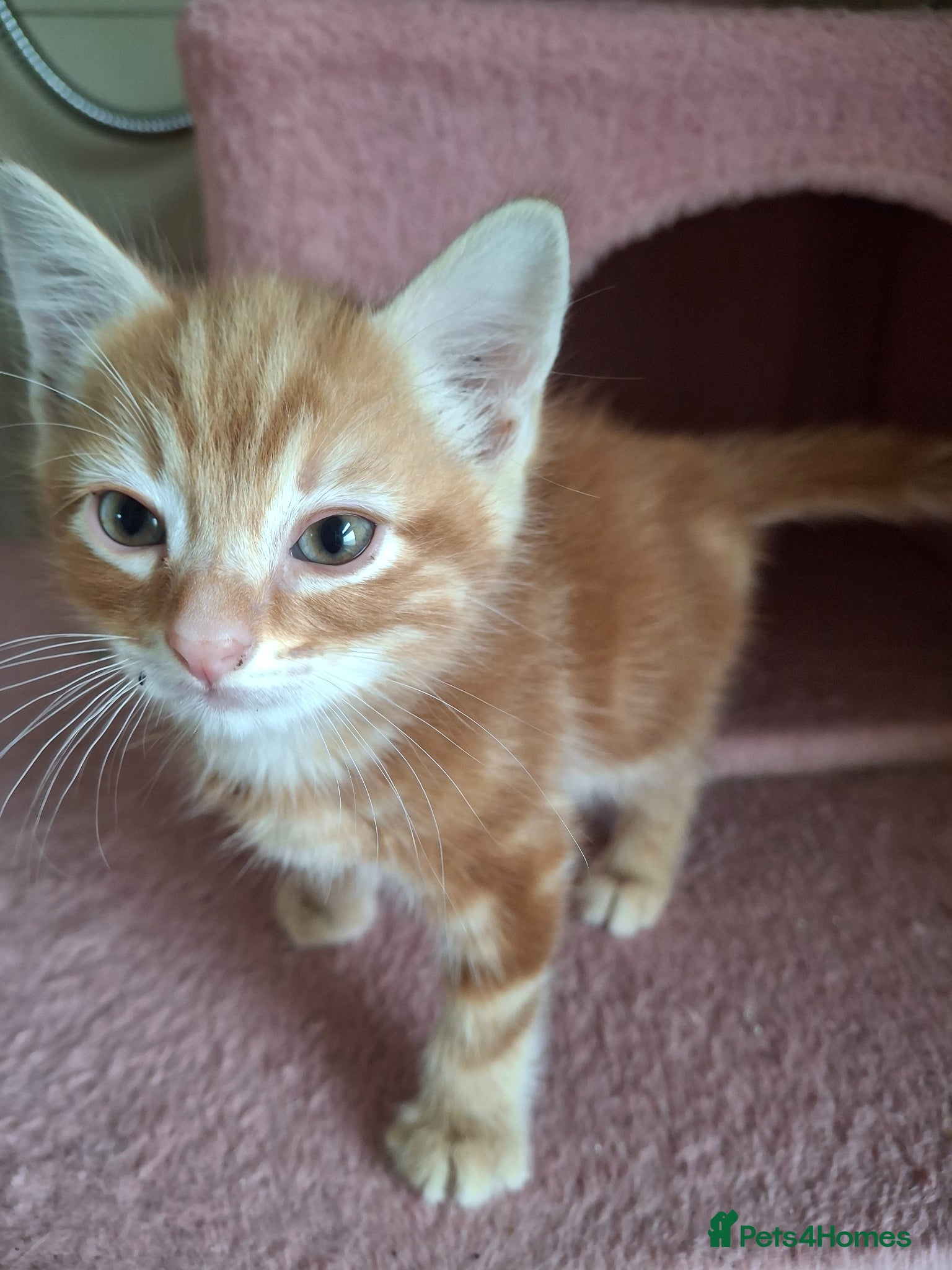 Mixed Breed cats for sale: 2 Beautiful Boys Available  - Advert 13