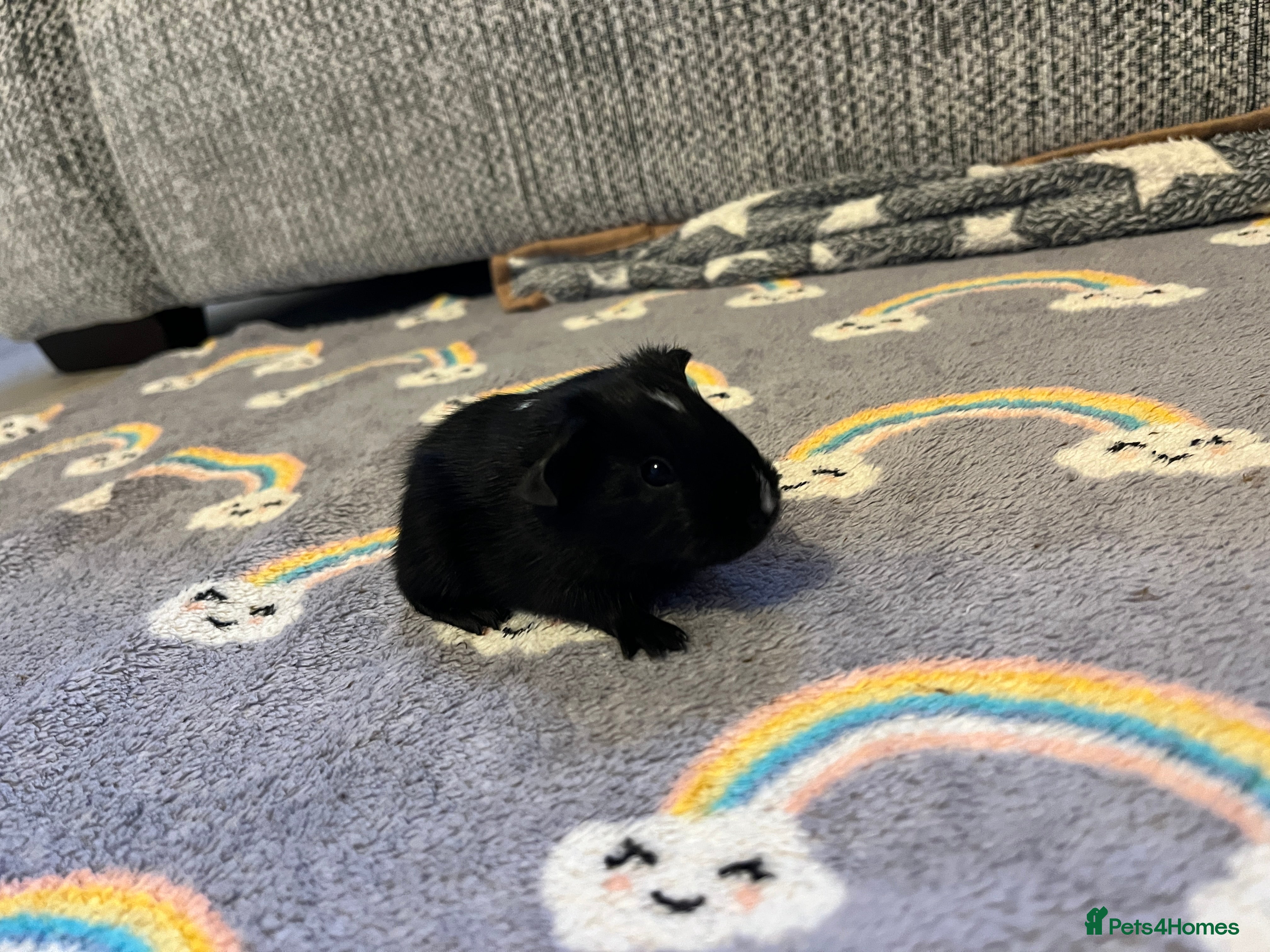Guinea Pig rodents SINGLE GIRL BABY READY TO LEAVE IN 7 DAYS  - Advert 3
