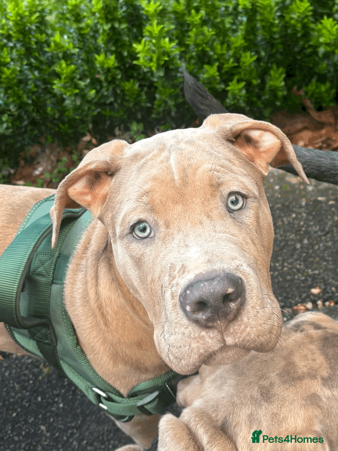 Mixed Breed dogs for sale: Gorgeous 4 month old Amstaff Pup - Advert 1